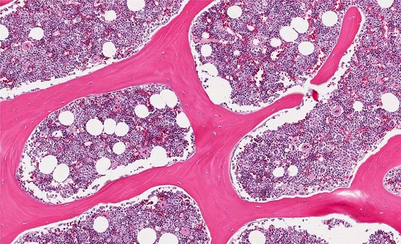  Marrowquant can quantify multiple bone components in histological images
