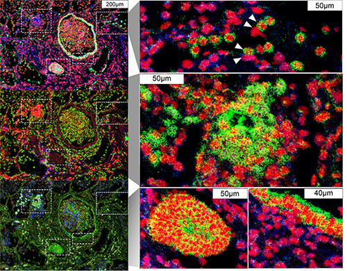 Schwartz fig2 resize2