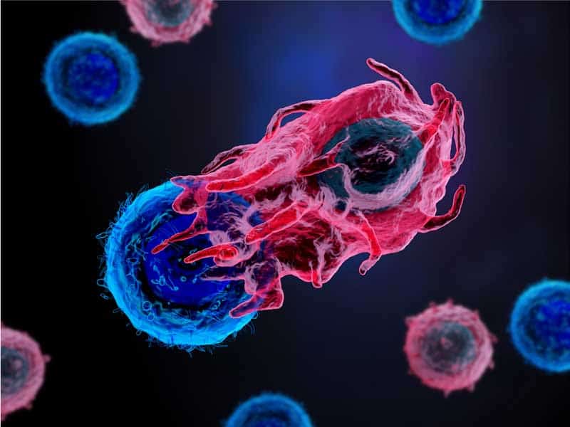  Multiplex imaging reveals CD40-stimulating drug helps to jumpstart a T-cell attack in early-stage pancreatic cancer