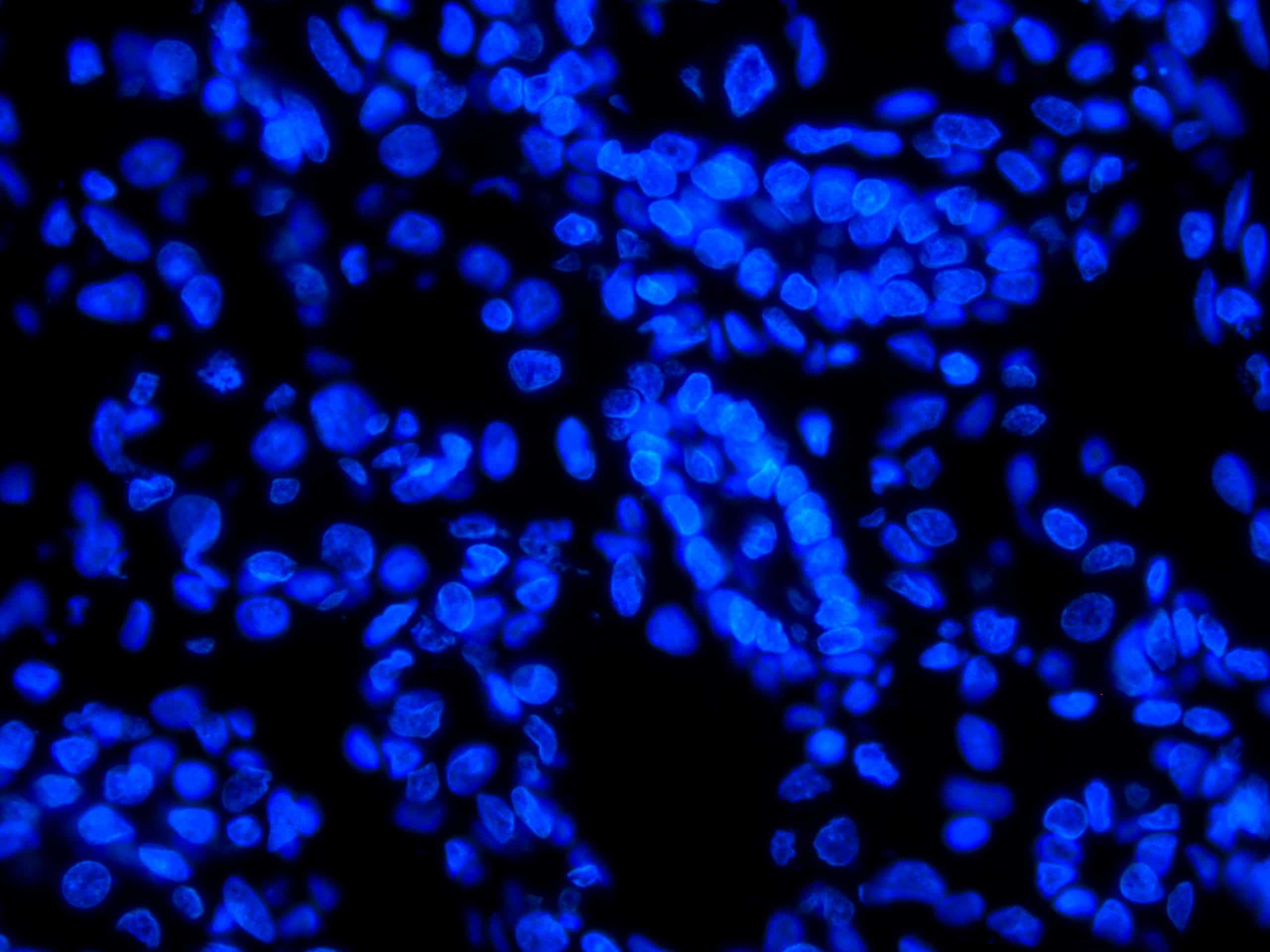 Cell Nuclei DAPI fluorescence