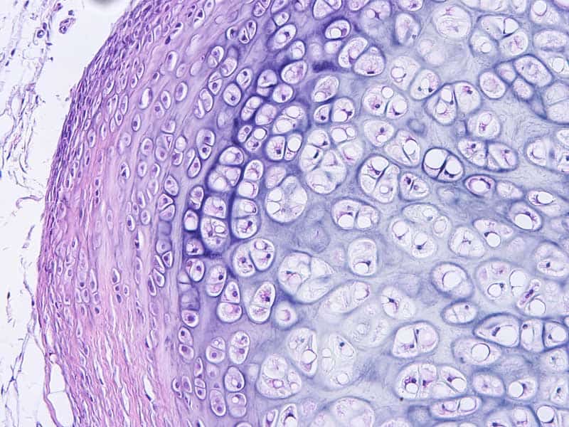 H&E Digital Pathology