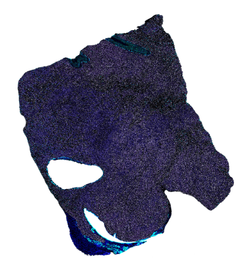 Ultivue - Digital Pathology