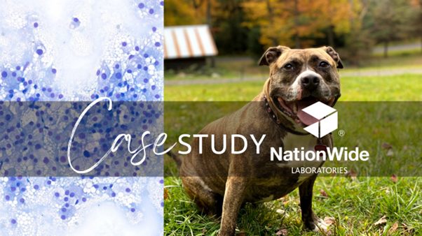 Case of the Month | January 2025 | Cytologic-Histologic Correlation in Uncommon Neoplasms