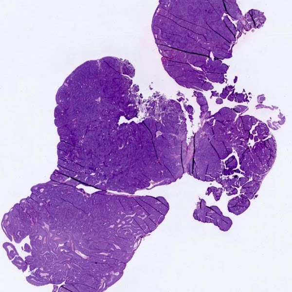 Research_tissuepic_600w