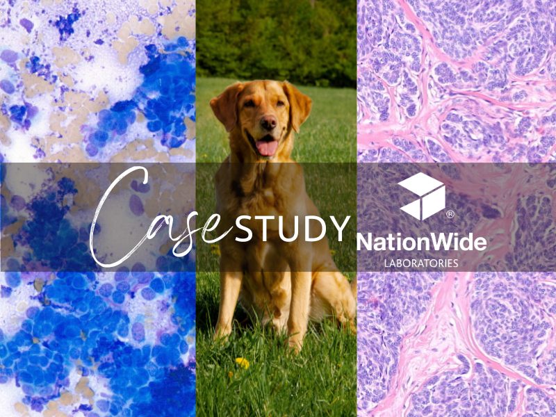 Case of the Month | June 2025 | Case of a Trichoblastoma in a 7-year-old Labrador