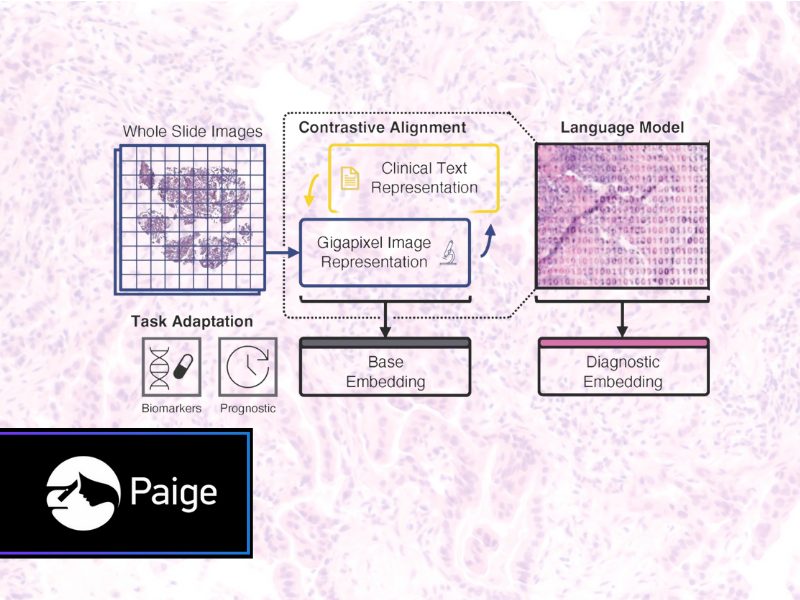 Paige Releases PRISM2 A Whole-Slide Foundation Model for Multimodal AI in Pathology and Cancer Care