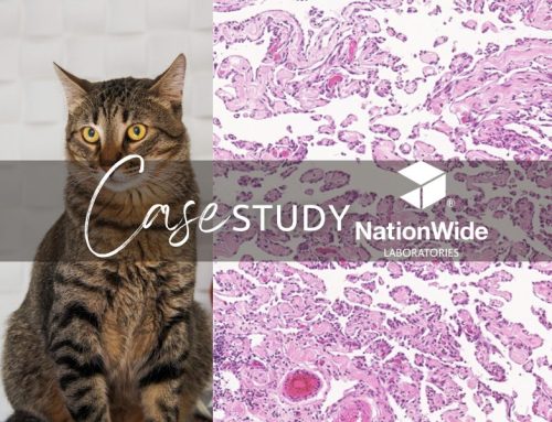 Case of the Month – September 2025 – Lymphangiosarcoma in a Cat