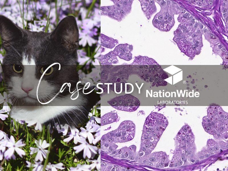 Pathology news artwork (3)