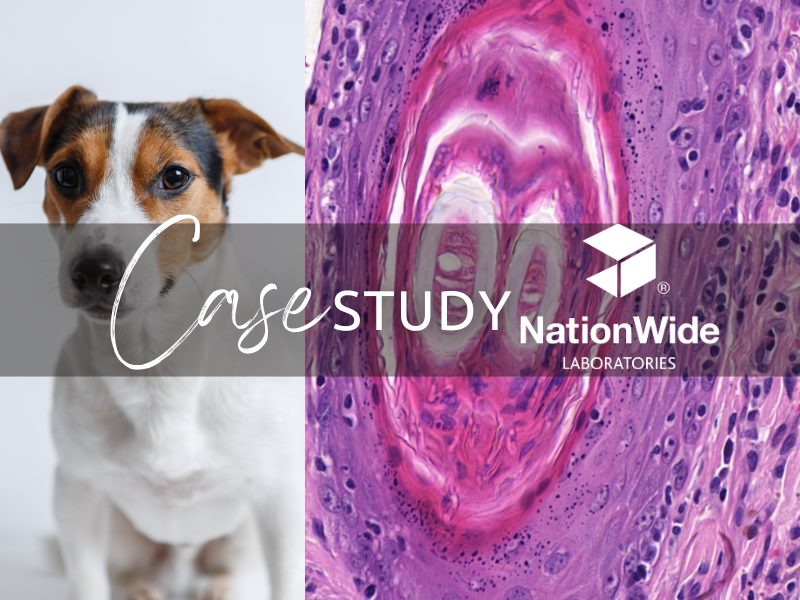 Pathology news artwork nwl november header image