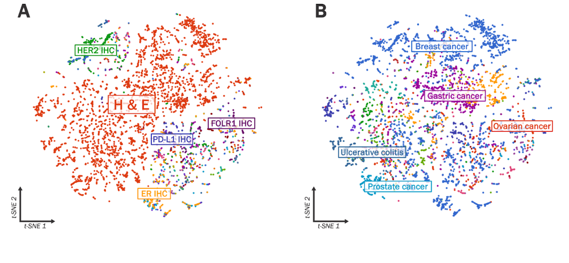 Figure 2. Ordination of PLUTO CLS token embeddings for 5,000 image tiles taken from histopathology whole-slide images: (A) colored by stain, (B) colored by disease.