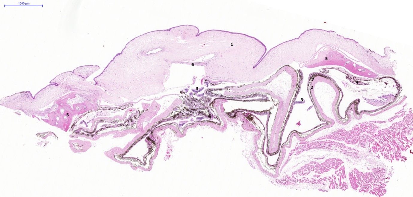 Fig. 1. eye, guinea pig. section of a collapsed eyeball