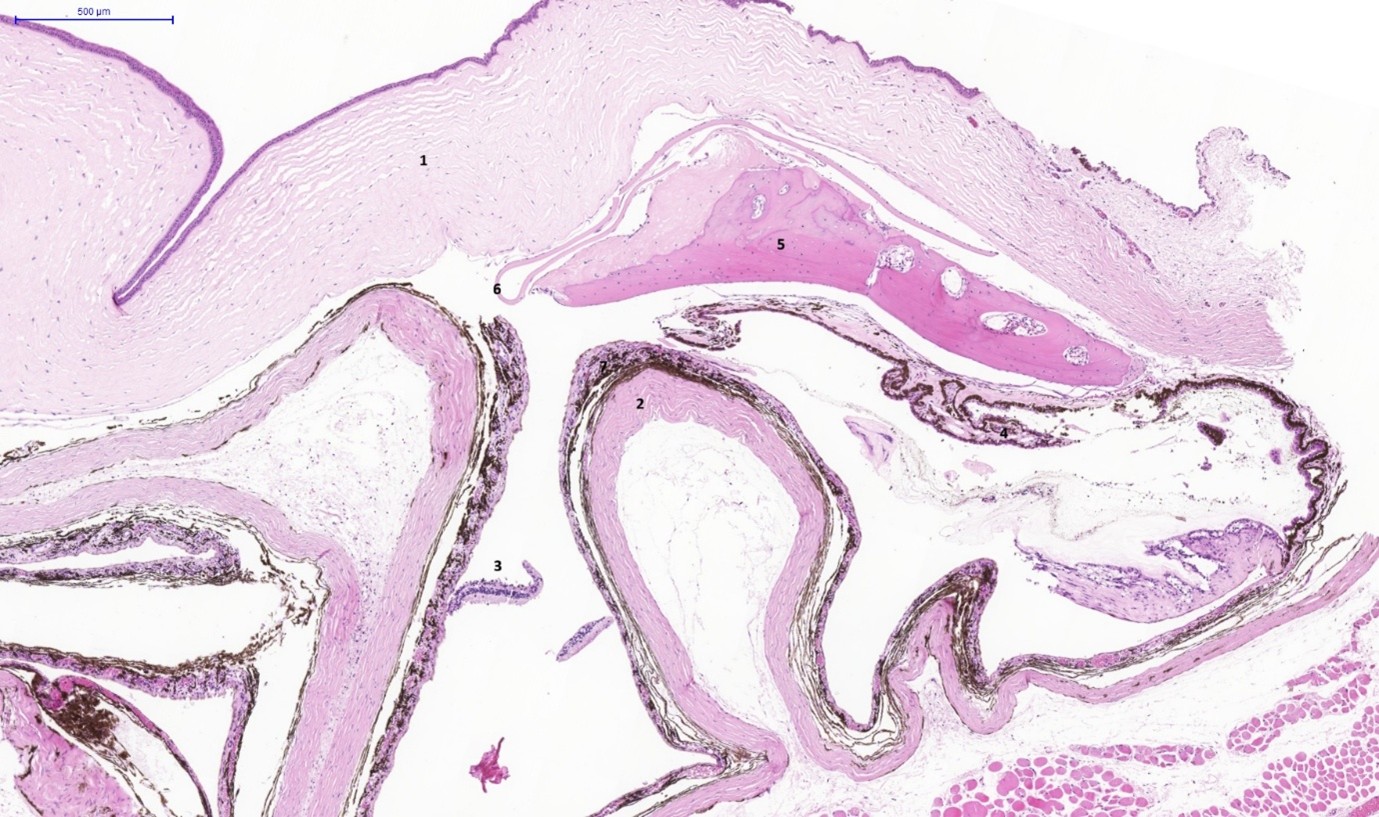 Fig. 2. eye, guinea pig. section of a collapsed eyeball.