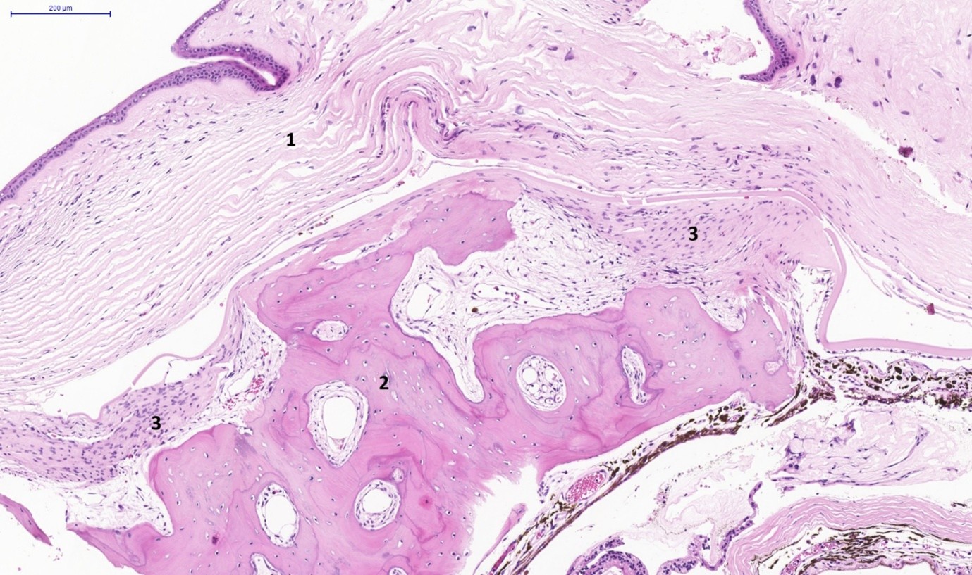 Fig. 3. eye, guinea pig. section of a collapsed eyeball.