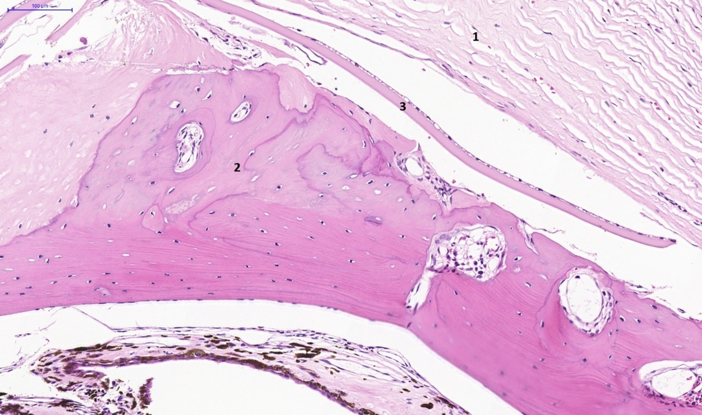 Fig. 4. eye, guinea pig. section of a collapsed eyeball.