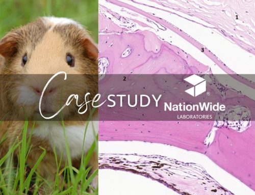 Case of the Month – December 2025 – Case of Intraocular Heterotopic Bone Formation in a Pet Guinea Pig (Cavia porcellus)
