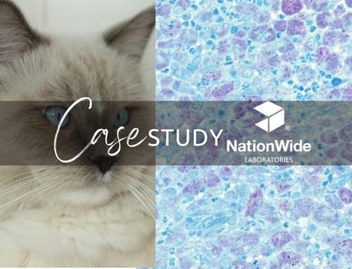 Case of the Month – February 2026 – Case of Nasal Feline Leprosy in a Six-Year-Old Ragdoll Cat