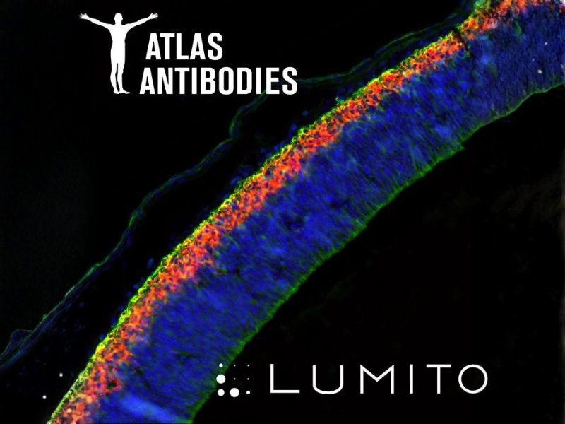 Lumito and Atlas Antibodies Enter Strategic Partnership to Advance High resolution Tissue Imaging