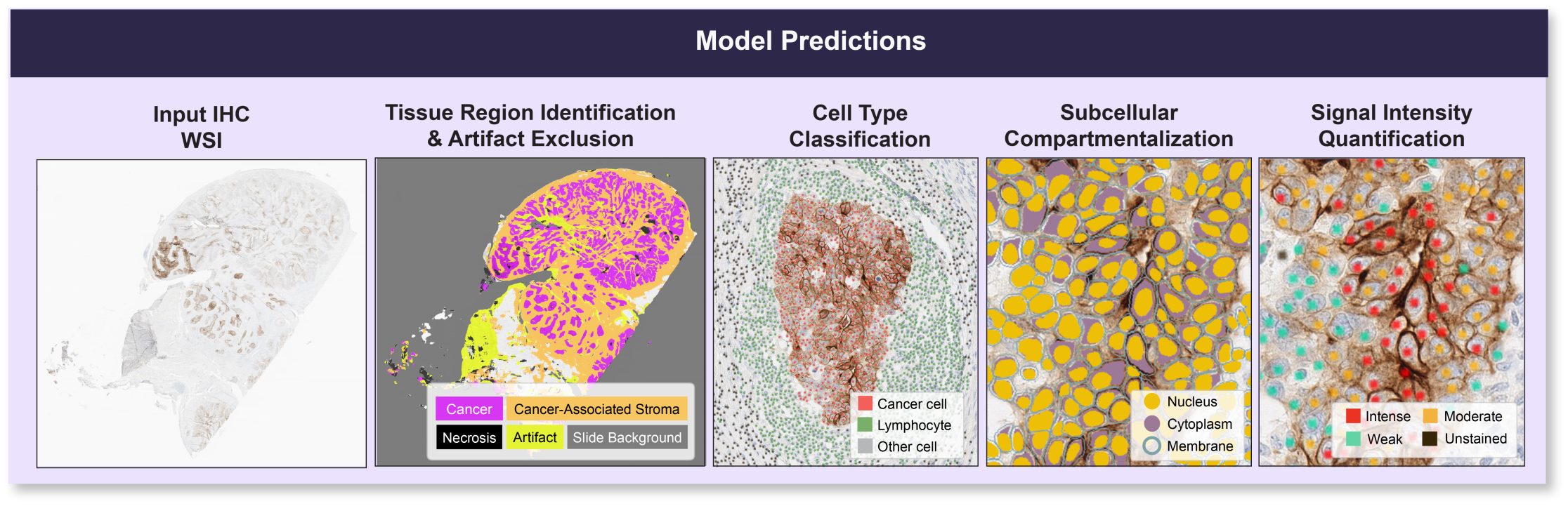 Figure 1. IHCExplore overview