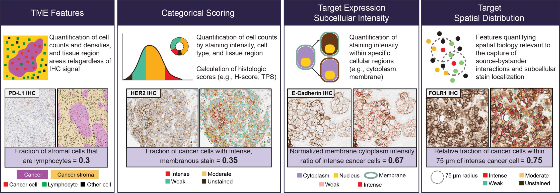 Figure 4. IHCExplore-quantified biomarkers
