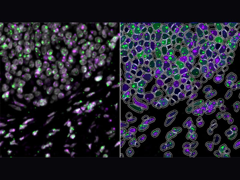 From Images to Insights Getting Started with RNAscope™ Image Analysis in HALO®