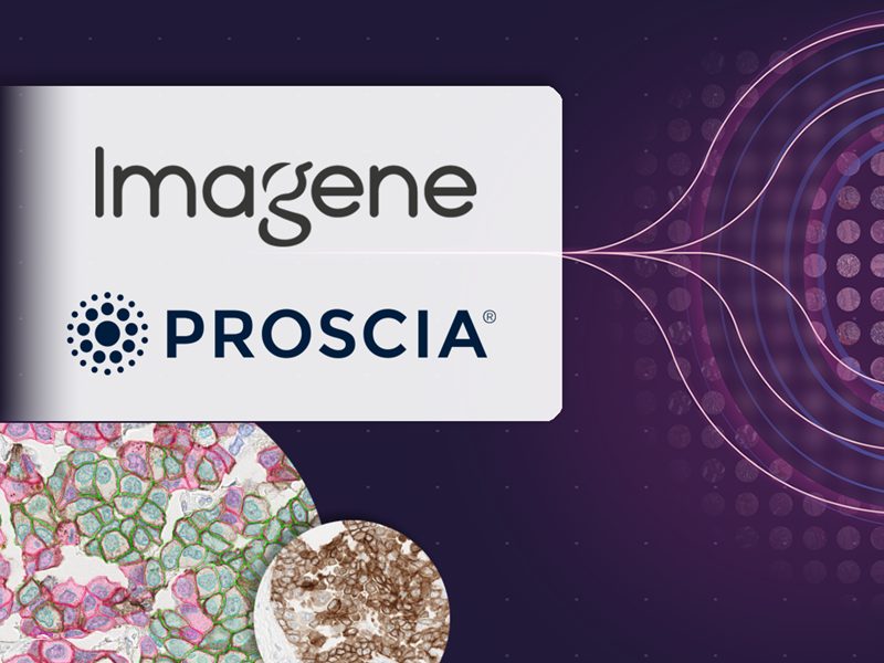PR Image PN 800x600 Imagene AI Joins Proscia Ready Partner Alliance to Advance AI-Powered IHC Companion Diagnostics Development