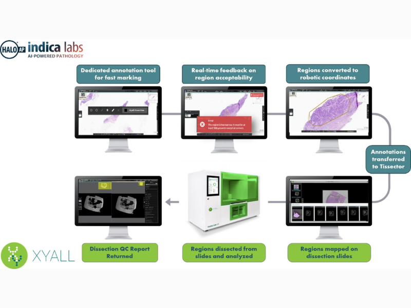 Automating Tissue Macro Dissection with Insight